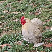 Galli