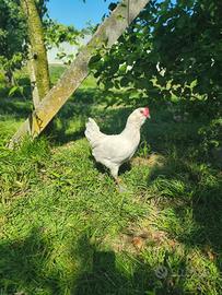 Gallo ameraucana