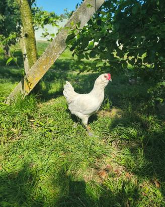 Gallo ameraucana