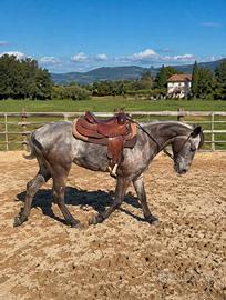 Quarter Paint americani