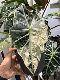Cormi alocasia polly pink