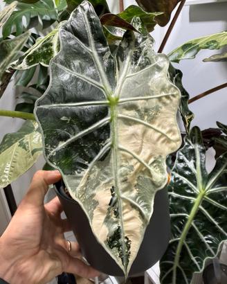 Cormi alocasia polly pink
