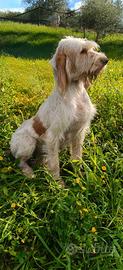 Spinone italiano munito di pedigree