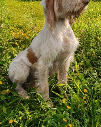 Spinone italiano munito di pedigree