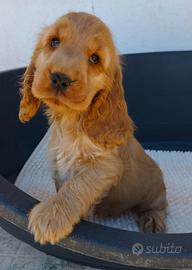 Cocker pedigree ENCI