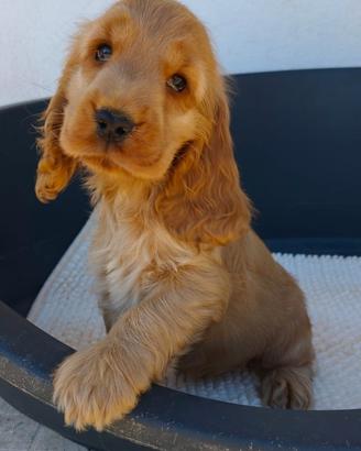 Cocker pedigree ENCI