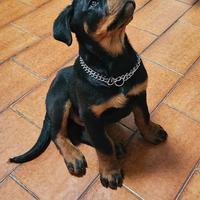 Cucciolo Rottweiler