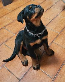 Cucciolo Rottweiler