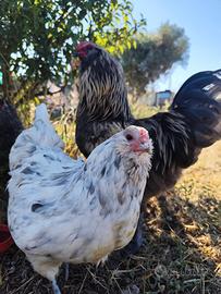 Galline e pulcini razze selezionate in purezza