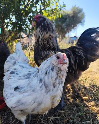 Galline e pulcini razze selezionate in purezza