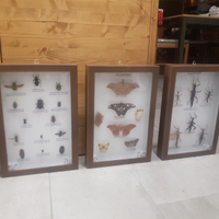 Scatola cassetta entomologica