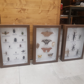 Scatola cassetta entomologica