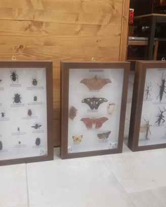 Scatola cassetta entomologica