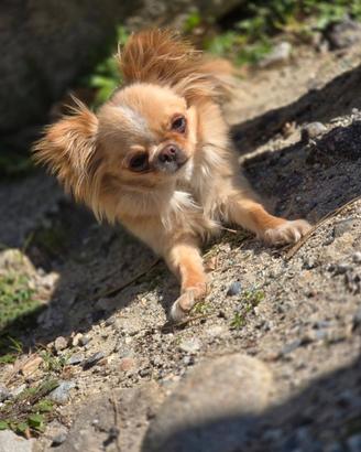 Chihuahua per monta