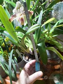 Paphiopedilum ibrido USA