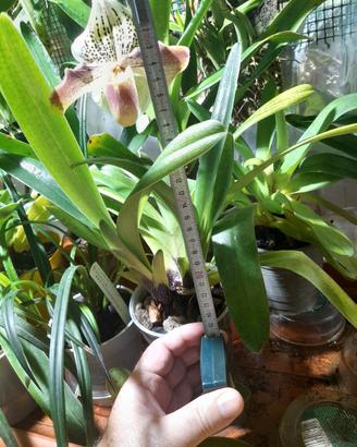 Paphiopedilum ibrido USA