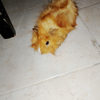 Porcellino india maschio di 2 mesi