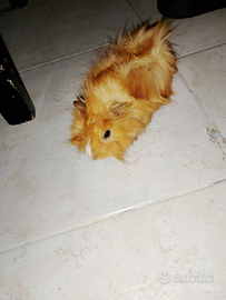 Porcellino india maschio di 2 mesi