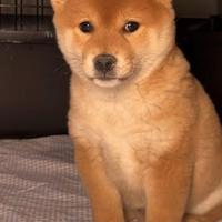 Shiba Inu con pedigree Enci