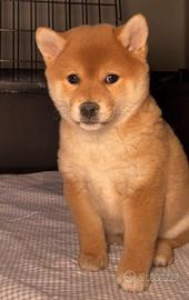 Shiba Inu con pedigree Enci