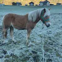 Puledra haflinger