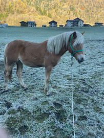 Puledra haflinger