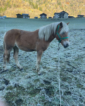 Puledra haflinger