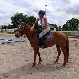 Pony femmina