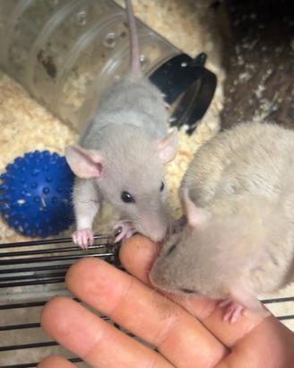 Ratti domestci