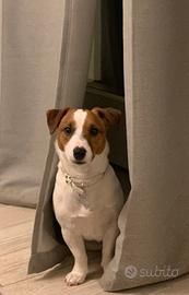 Fidanzata zona Trento