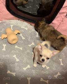 Cuccioli di chihuahua