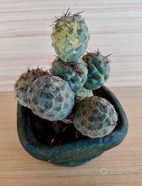 Cactus Tephrocactus Geometricus variegato 