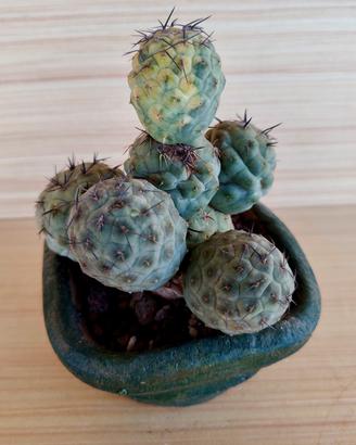 Cactus Tephrocactus Geometricus variegato 