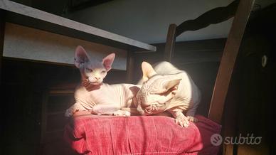 Maschietto sphynx con pedigree