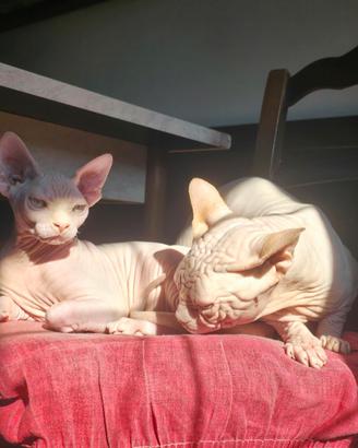 Maschietto sphynx con pedigree