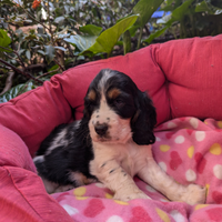 Cocker Spaniel inglese