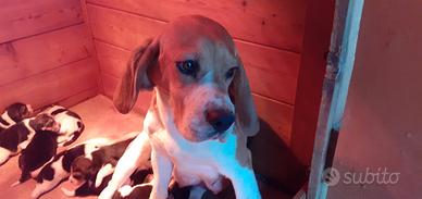 Cucciolata beagle tricolore