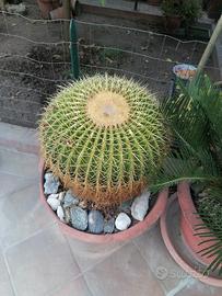 kroenleinia 