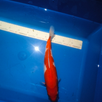Carpe koi