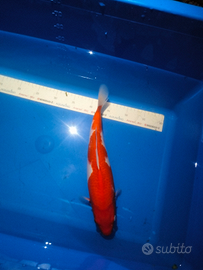 Carpe koi