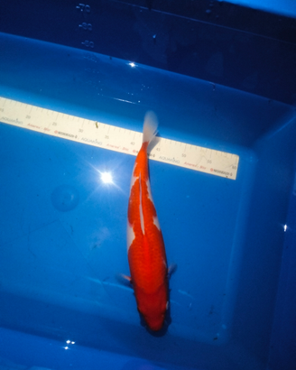 Carpe koi