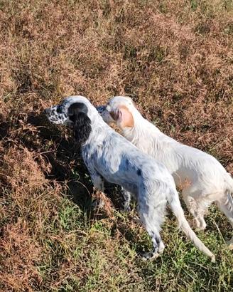Setter inglese