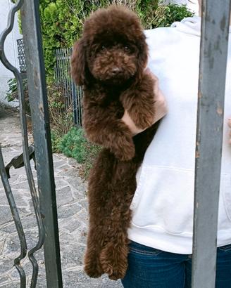 Barboncino piccolo nanetto