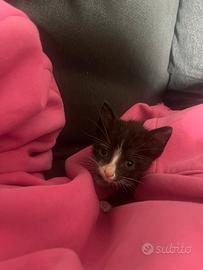 Gatto trovato