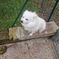 Volpina per accoppiamento