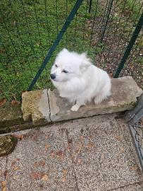 Volpina per accoppiamento