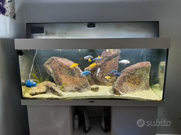 Juwel Rio 240 bianco led con Ciclidi Malawi