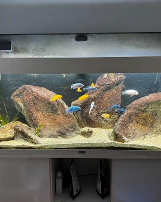 Juwel Rio 240 bianco led con Ciclidi Malawi