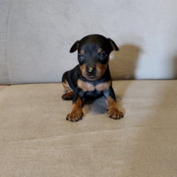Pinscher nano