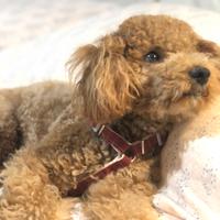 Barboncino da monta età 4 anni